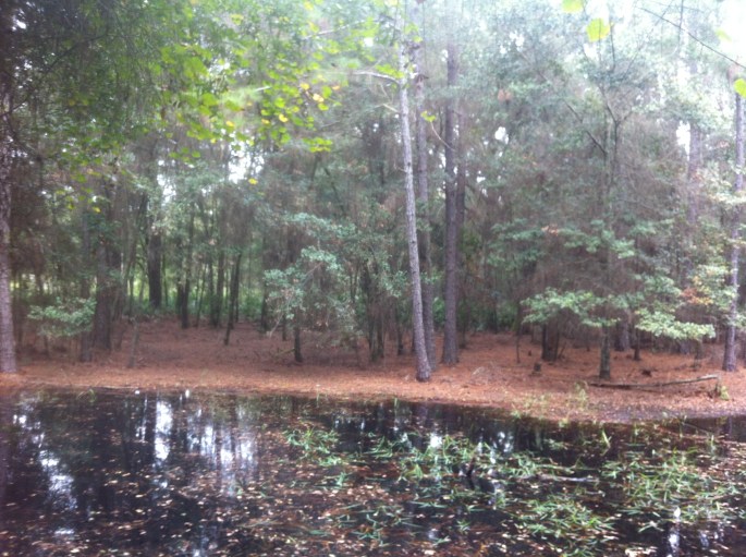 One of many interesting water sites at Flatwoods, Tampa on the bike trails.