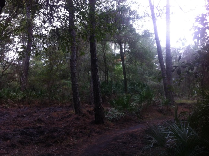 Typical trail for off road biking at Flatwoods, Tampa.