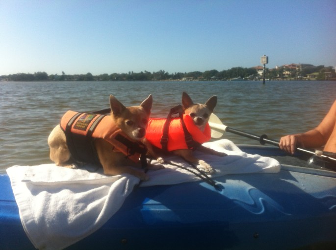 Even our dogs go into a day of kayaking at Weedon Island, St. Petersburg.