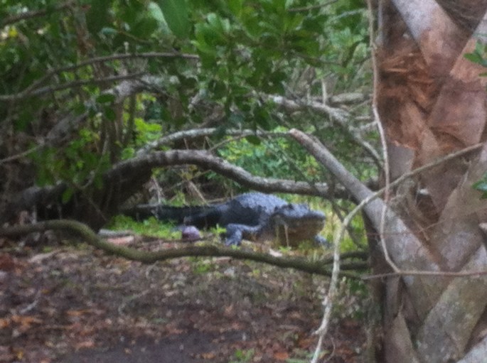 Hello, Mr. Alligator.  This was taken on the very small Lake Maggiore Island.