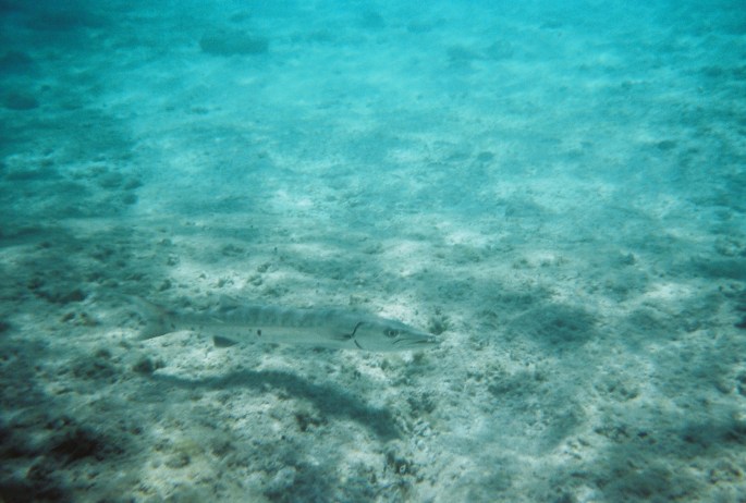 This was taken at Great Stirrup Cay, Bahamas of a fairly well-hidden Barracuda that was about three feet long.
