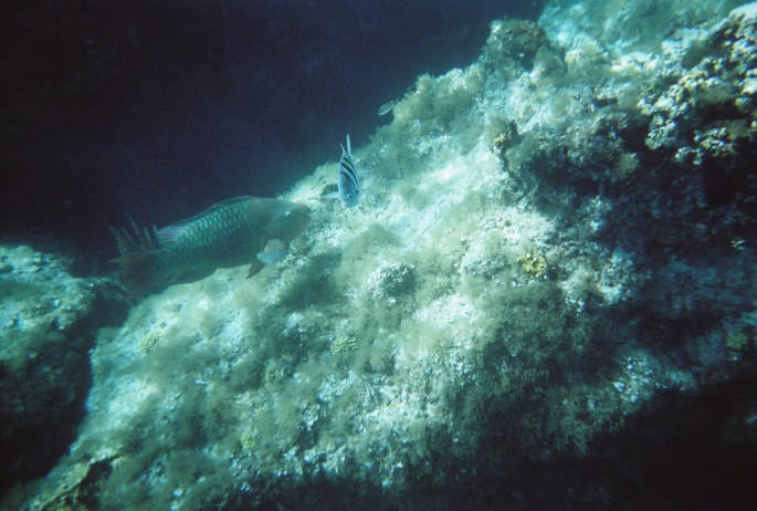 I love this shot I took at Great Stirrup Cay.  No clue what the fish were.  The point to our travel is have fun.