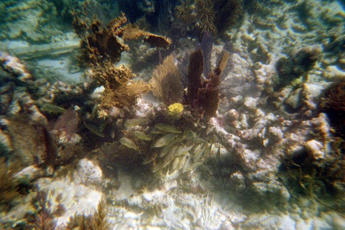 Fish were hiding everywhere.  Can you see the nice sized school here?