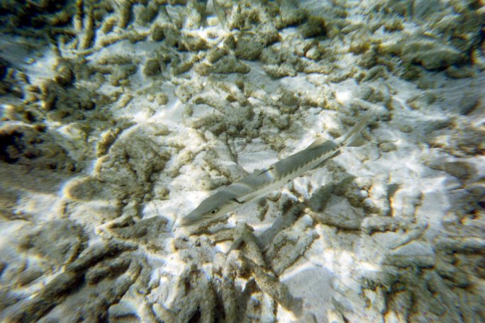 A nice sized barracuda was a friendly chap.