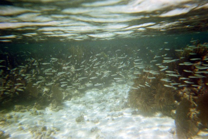 This was an incredible school of fish we swam through.