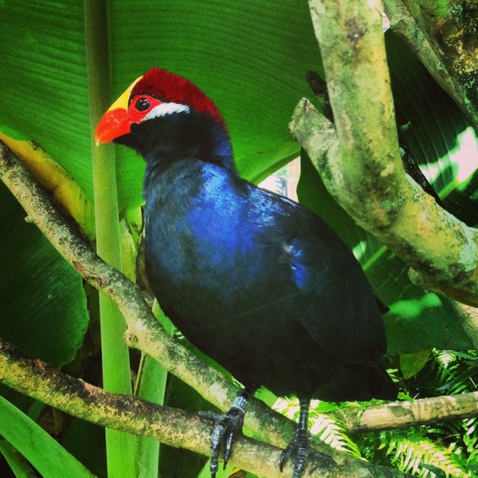 Another really cool bird - I forget what it is called - but there were a lot of them and so interesting to see so close at the Brevard Zoo.