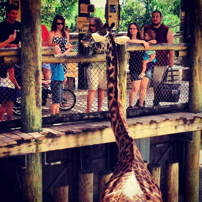 The giraffes get up close and personal at the Brevard Zoo.