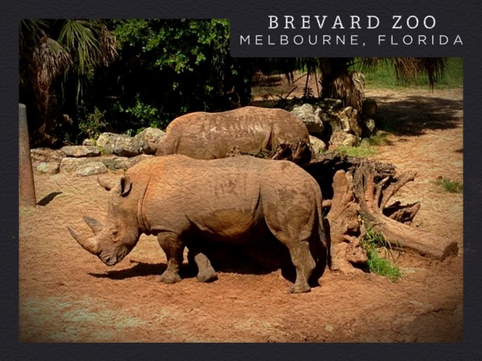 The rhinos were close enough to observe them very well at the Brevard Zoo near Melbourne, Florida.