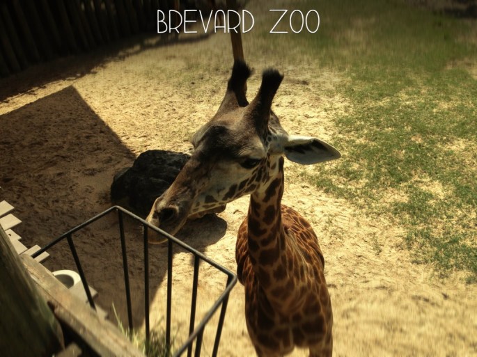 A giraffe feeds at the Brevard Zoo on Florida's Space Coast.