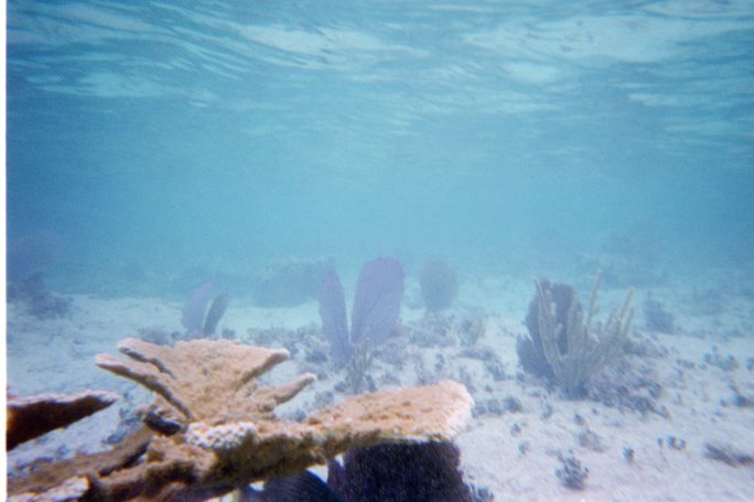 Underwater shot of a fairly shallow bit showing some interesting coral and plant life, off Corona Beach, Cozumel, Mexico.