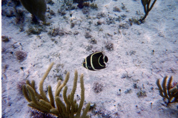A beautiful little black and yellow striped fish snapped by our underwater camera while snorkeling at Corona Beach, Cozumel, Mexico.