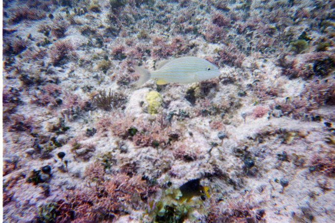 You really can see some of the coral and plant life in this shot. There were large schools of these fish in several locations off Corona Beach, Cozumel, Mexico.