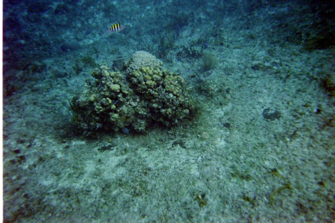 My partner took this really cool shot that give you a small idea of what the area is like showing a variety of fish. The area was very large and this is fairly typical of the views you get with plenty to see everywhere you swim off the Playa Corona in Cozumel.