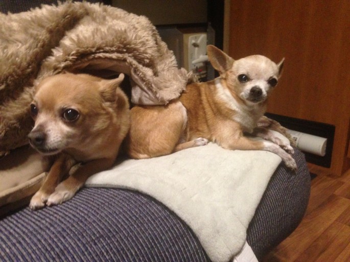 The dogs enjoyed their trip almost as much as we did.  Here they sit on the sofa in the RV from Cruise America.