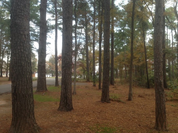 The campground was woody and the sites had plenty of distance between them at Atlanta State Park in Texas.