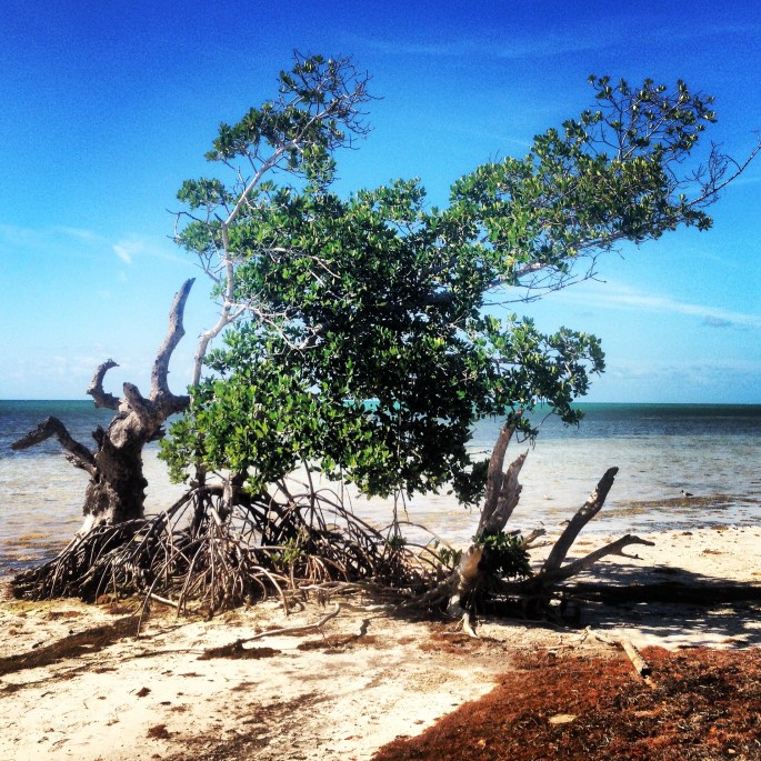 The views you see whilst on the nature trails at Long Key State Park can be stunning.