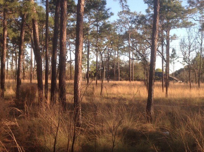 The beautiful view from our campsite at Wekiwa Springs State Park.