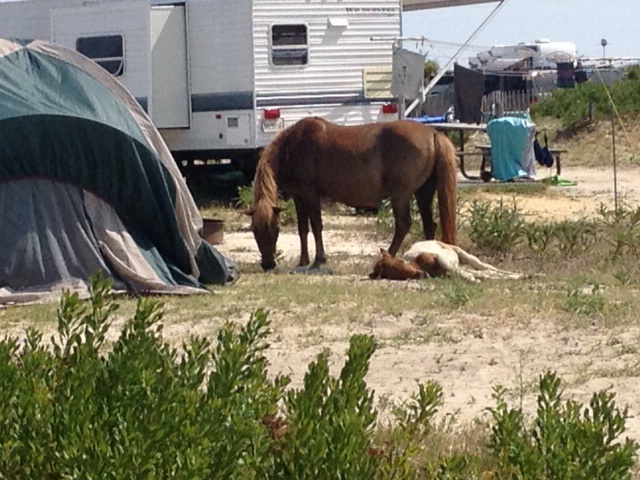 Camping with wild horses and ponies means you can't leave a lot sitting around your campsite that they can get into.