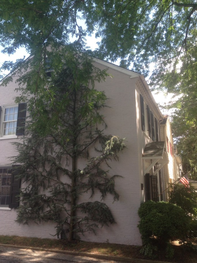 I thought this tree on the side of a house was so interesting at Kennett Square, PA.