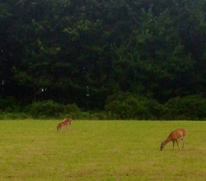 Yet another random finding along the back road of US 6 in Pennsylvania was this field with deer.